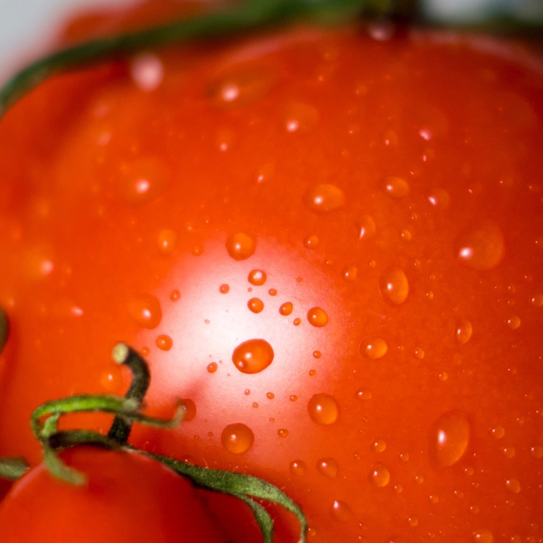 picture of tomatoes
